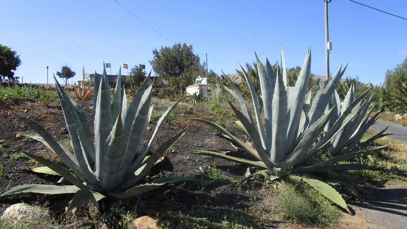 Agave