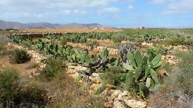 Cactus Garden