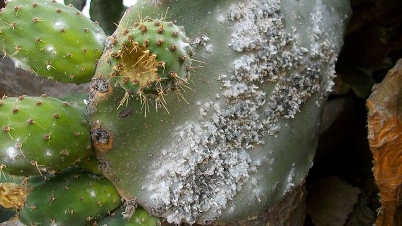 Cochinilla