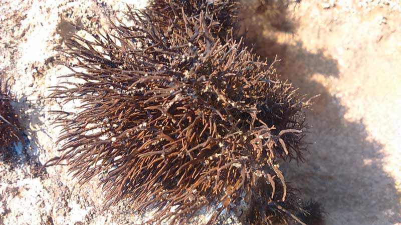 Orchilla 1