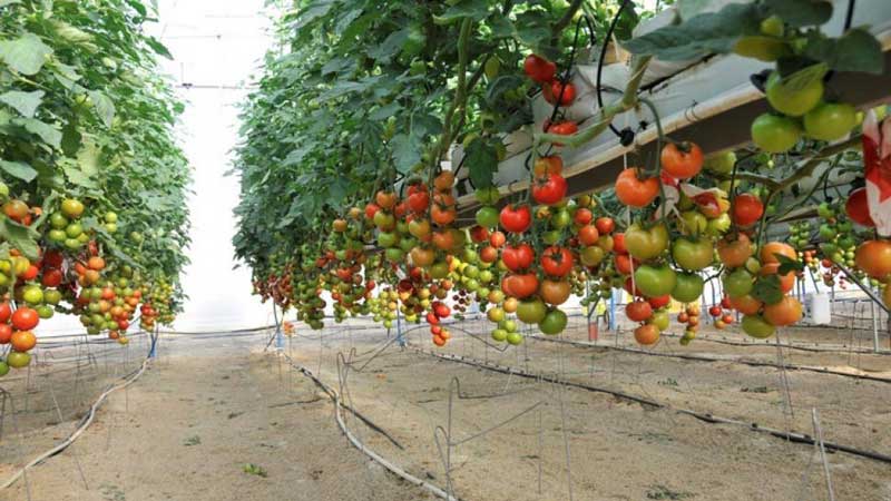 Tomate Canario