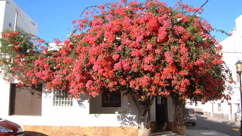 Corralejo 1