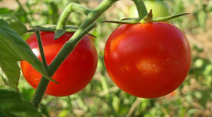 Tomates